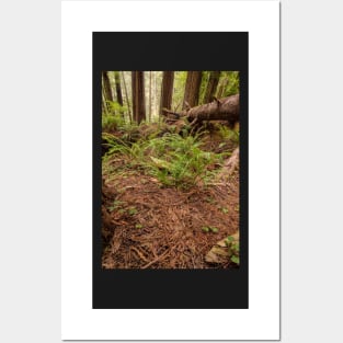 The Forest Floor Posters and Art